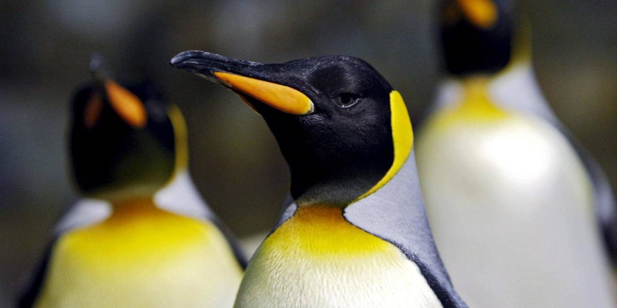Descubren en la Antártida cuatro colonias de pingüinos emperador hasta ahora desconocidas