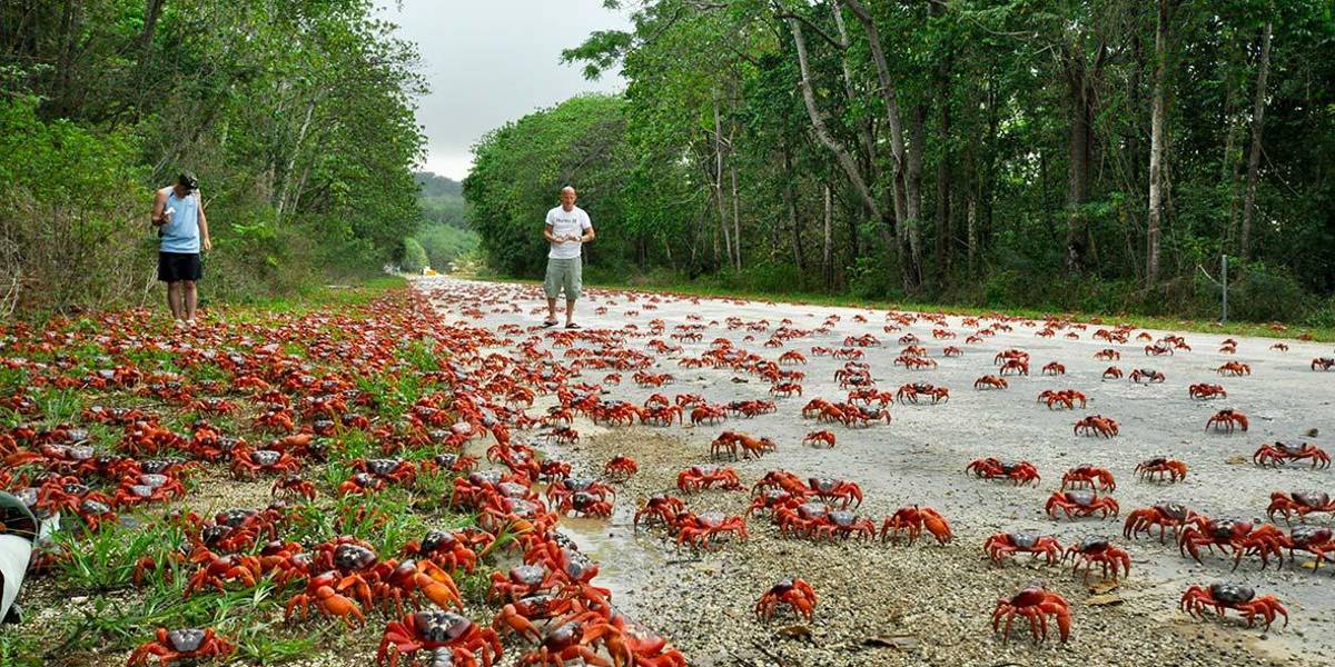 El gran desfile de cangrejos rojos: un fenómeno único en Australia