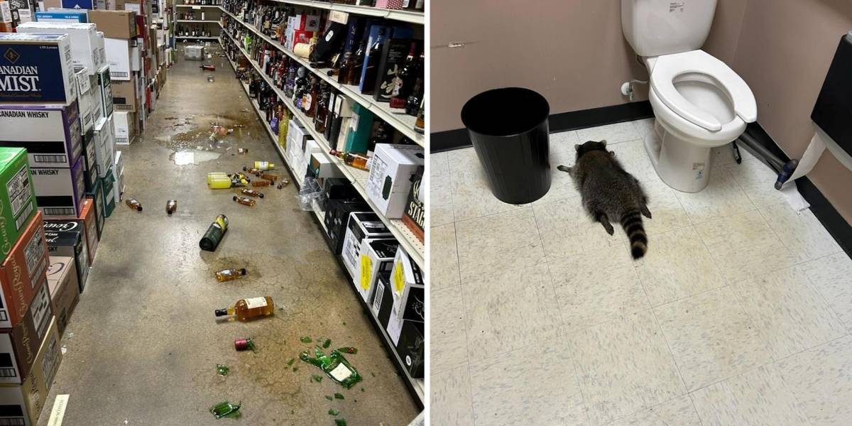 Un mapache se emborrachó en una licorería de Virginia, Estados Unidos