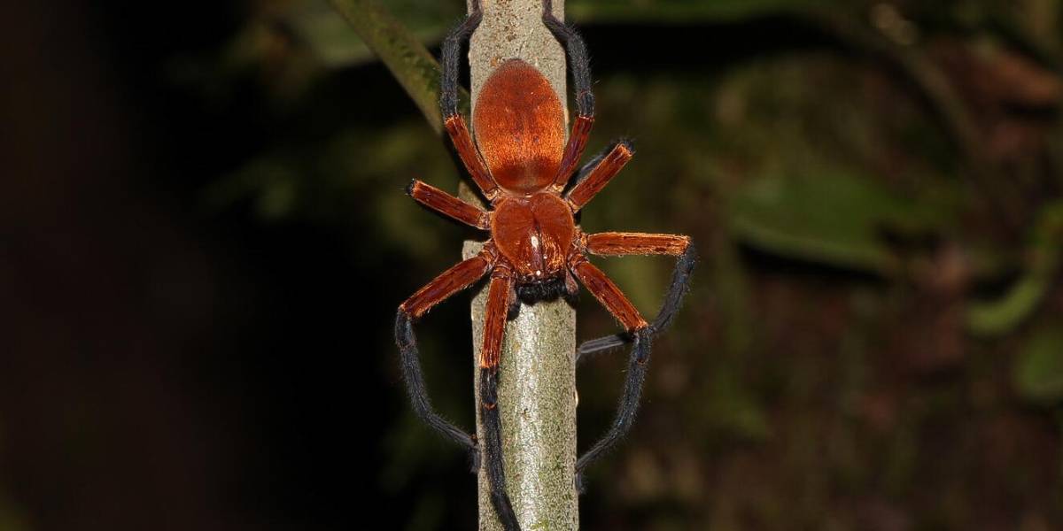 La araña cangrejo gigante fue descubierta en el Yasuní