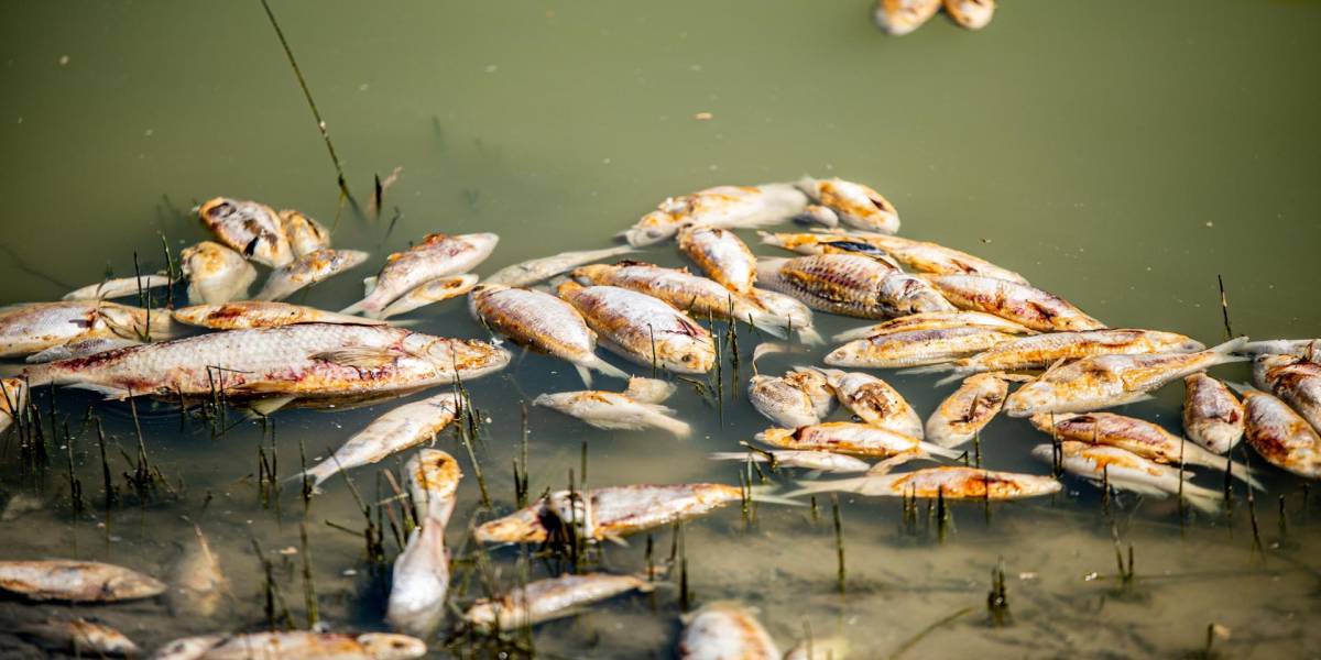 Aparecen millones de peces muertos en Australia ¿cuál es la causa?