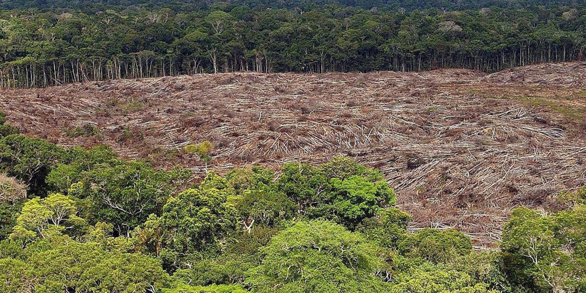 Nuevo fondo global busca frenar la tala con pagos de cuatro dólares por hectárea de selva
