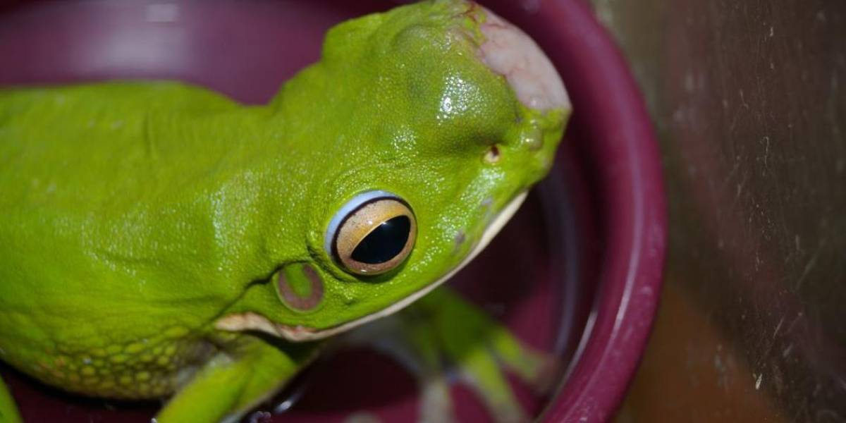 Alerta en Australia por la aparición de ranas verdes con tumores mortales