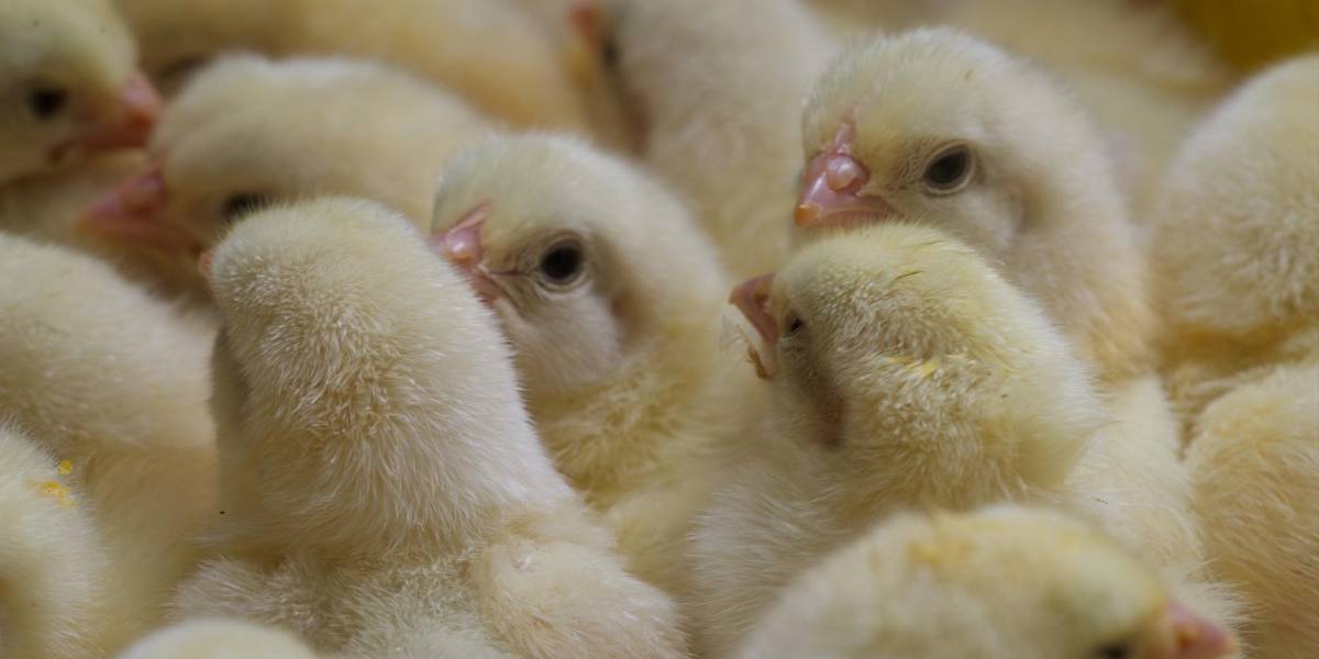 El precio del pollo y los huevos también se ajusta por los altos costos de producción