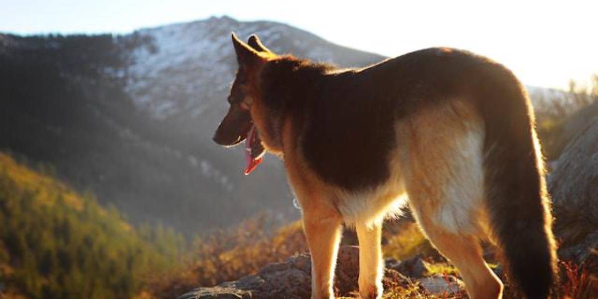 Un perro valiente es imprescindible en operativos de búsqueda y rescate en Pastaza