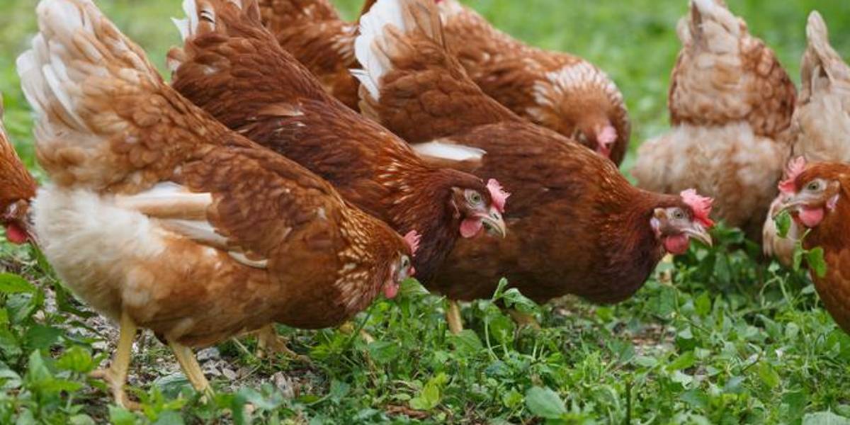 Alquilar una gallina, una moda en auge en EE. UU. ante los cambios en el precio de los huevos