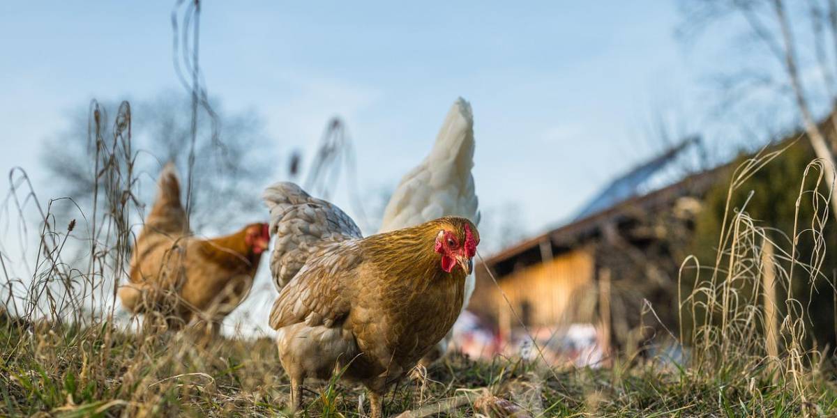 ¿Cuáles son los síntomas de la influenza aviar en humanos?