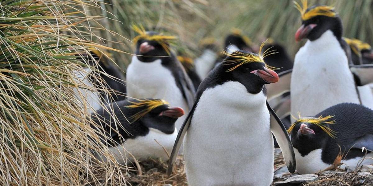 Trump impone aranceles del 10% a islas habitadas por pingüinos en Australia