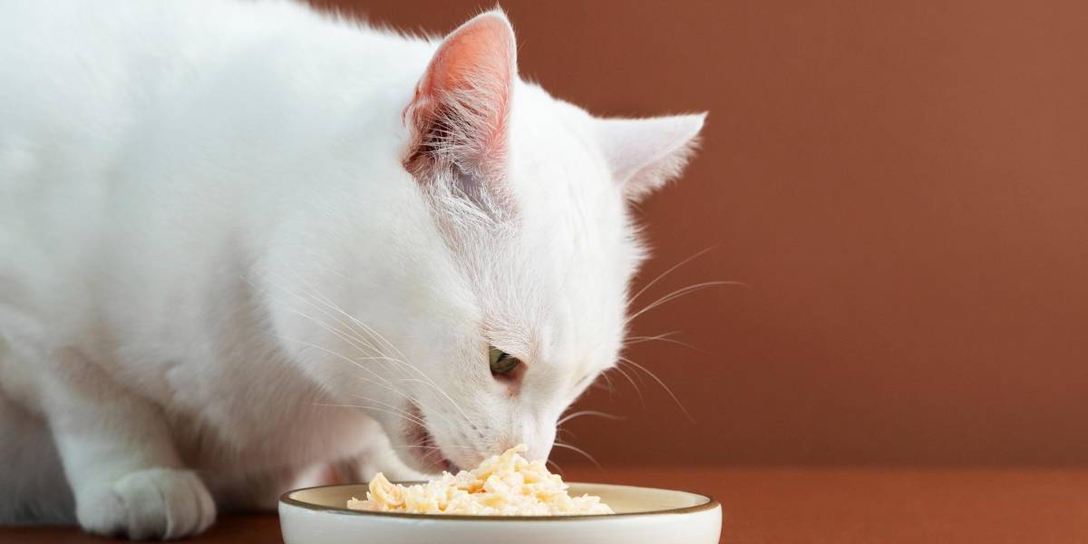 ¿Por qué los gatos piden más comida si su plato sigue lleno?