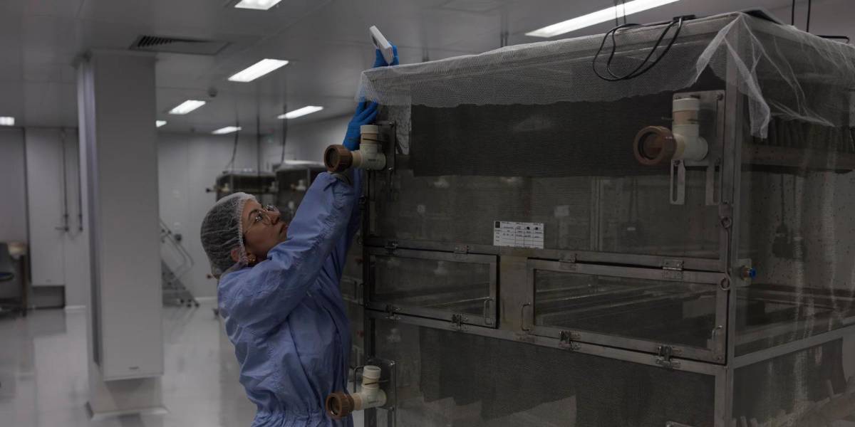 Brasil abre la mayor fábrica mundial de mosquitos contra el dengue