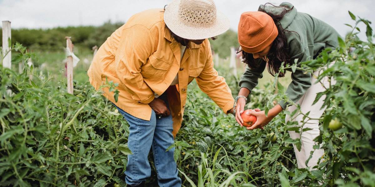 Ecuatorianos llegan con visa de trabajo a España para labores de agricultura