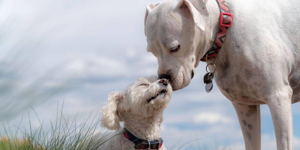La viruela del mono: riesgos de transmisión entre humanos y mascotas