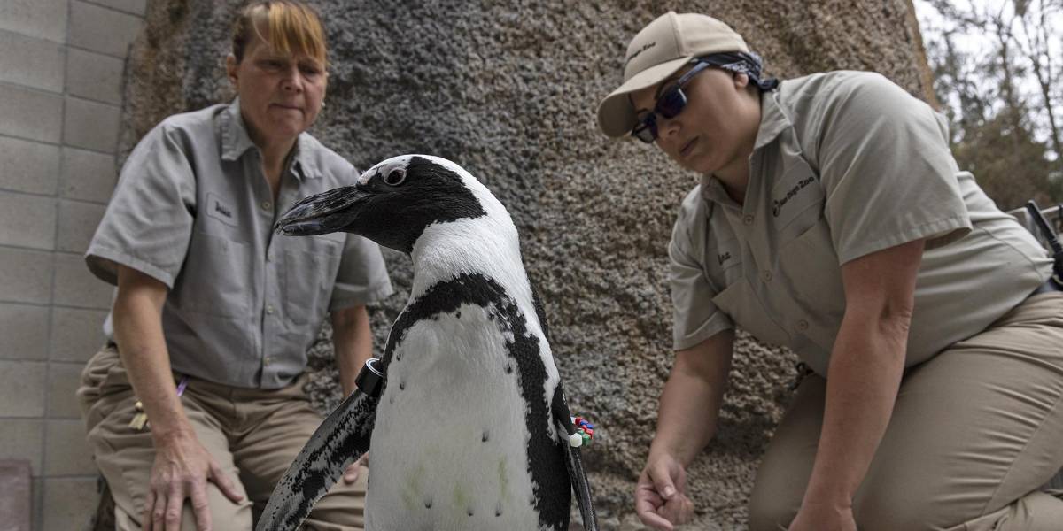 Pingüino en el Zoo de San Diego estrena zapatos ortopédicos