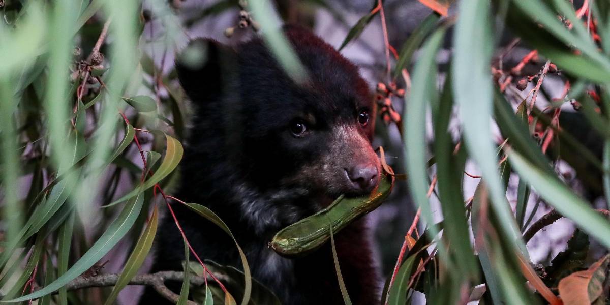 Un estudio de Inabio determinó que todos los osos andinos de Ecuador son de la misma población genética