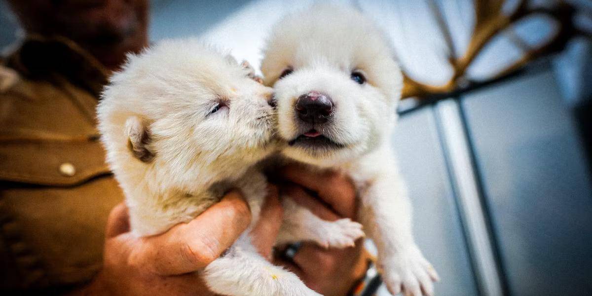 Científicos revivieron al lobo huargo de Juego de Tronos, extinto hace 13 000 años