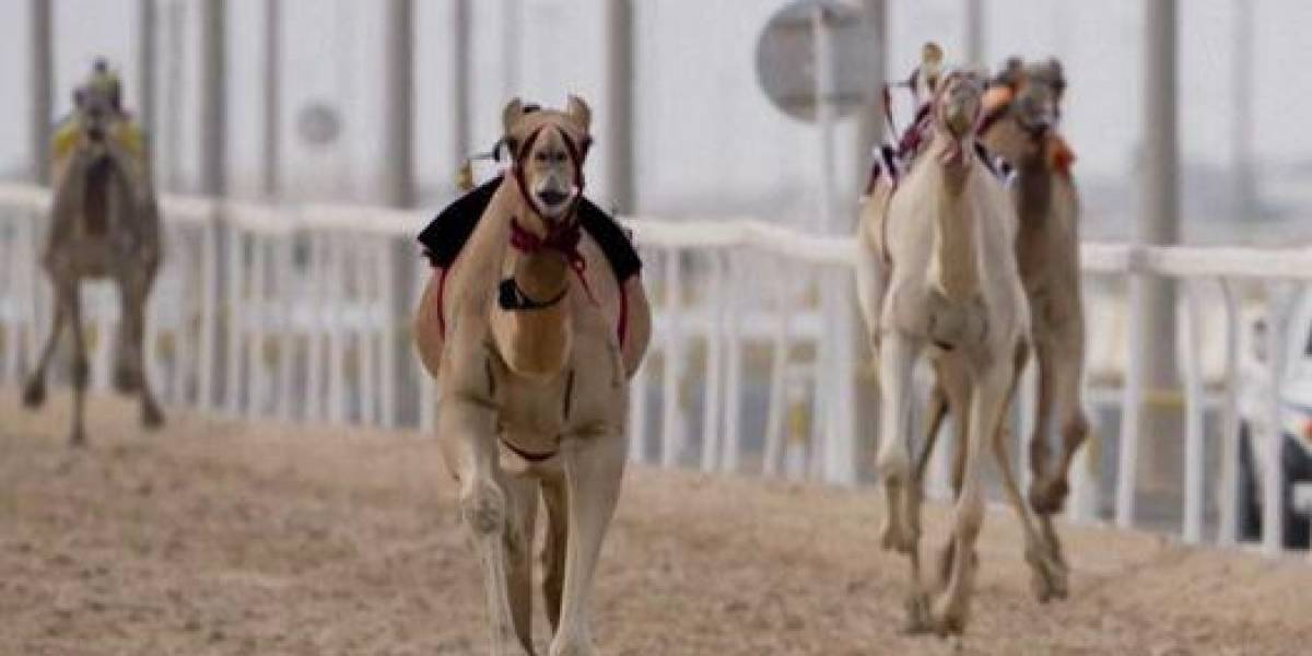 Qatar 2022: en el país anfitrión las carreras de camellos interesan más que el fútbol