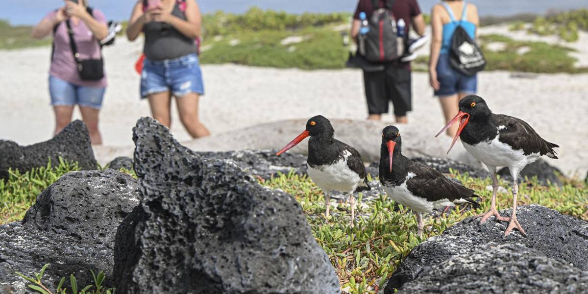 Las Islas Galápagos recibieron más turistas en el primer semestre del 2025, pese a nueva tasa de ingreso