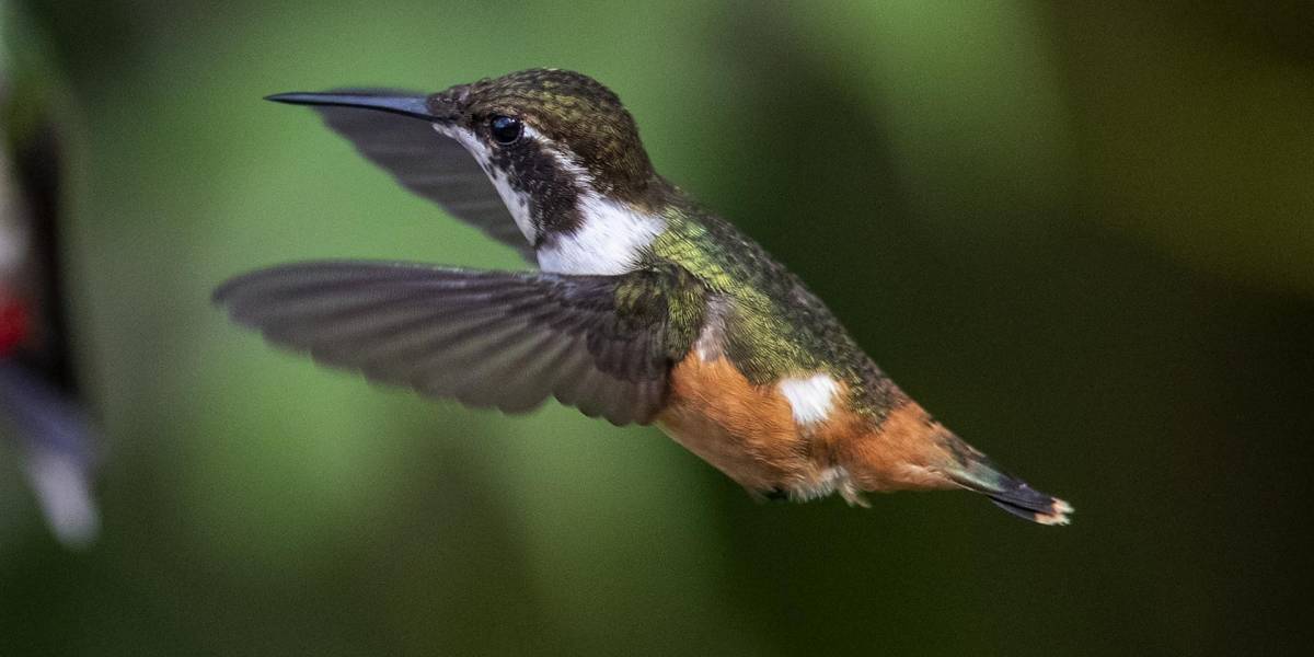 Del cóndor al colibrí: 542 aves convierten a Quito un paraíso del birdwatching