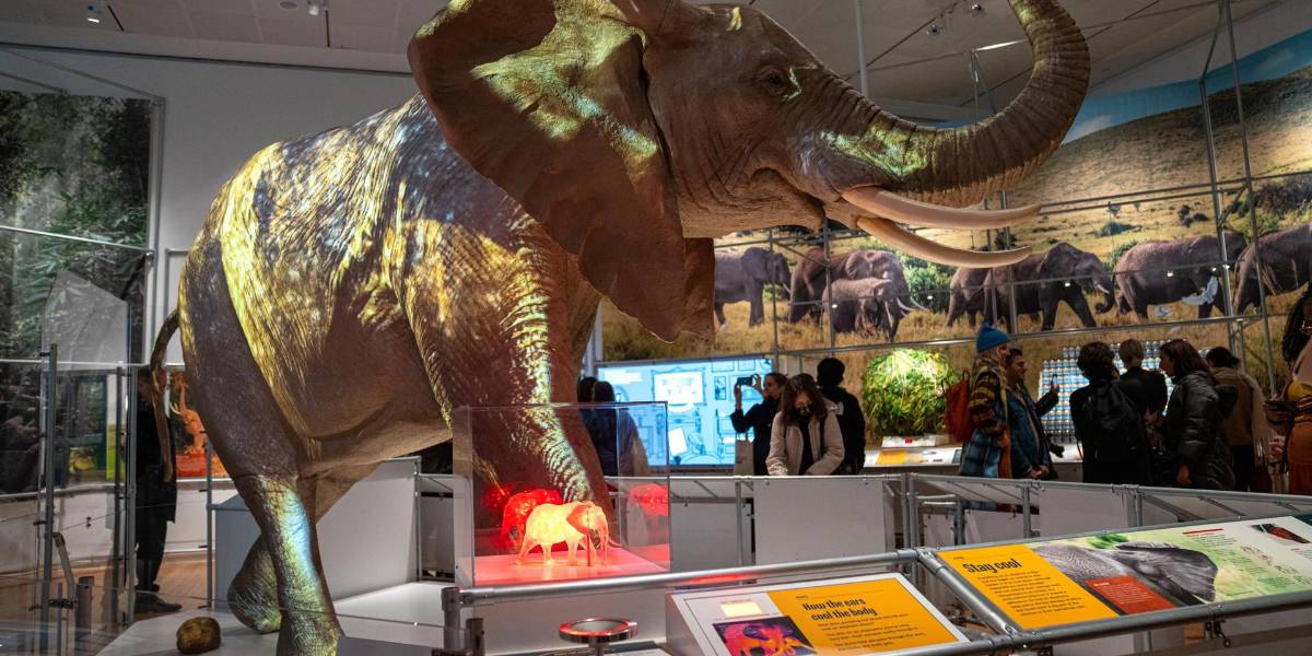 El mundo secreto de los elefantes