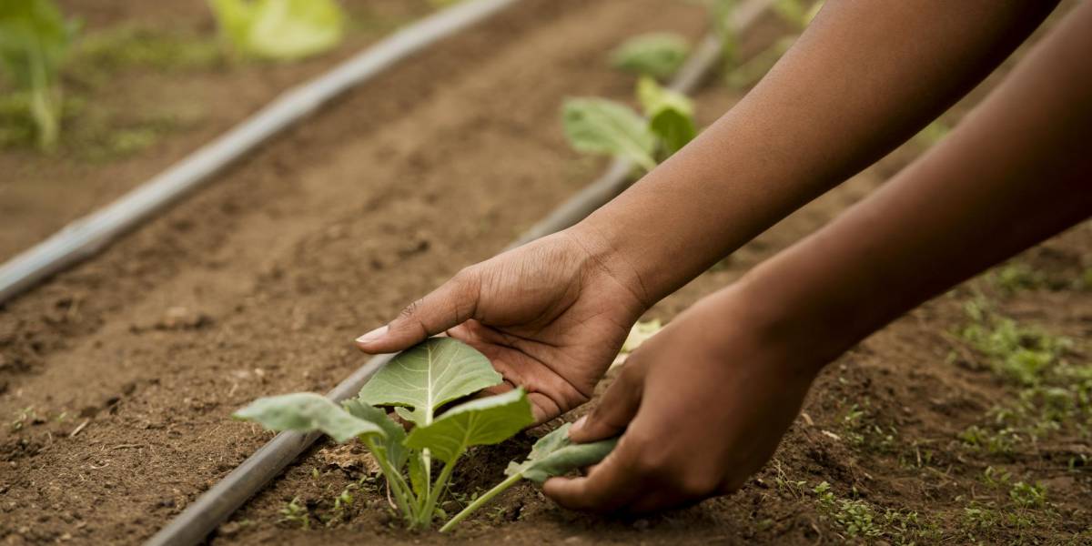 Estos son los alimentos que pueden escasear en 2024 por el Fenómeno de El Niño