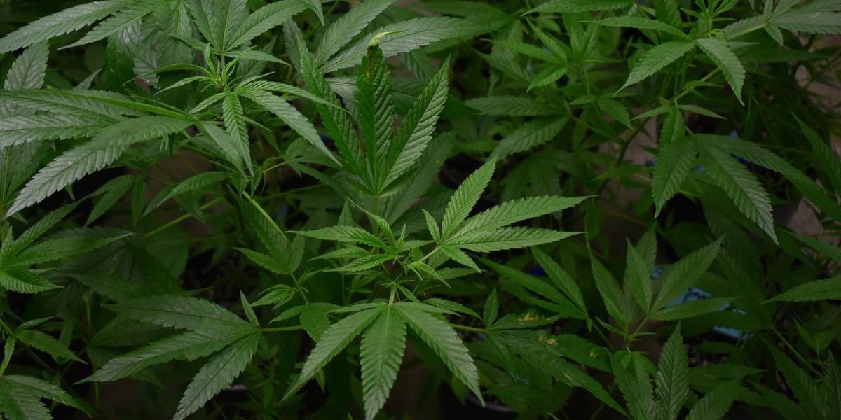 ¿Por qué se celebra el 4/20, el Día Internacional de la Marihuana?