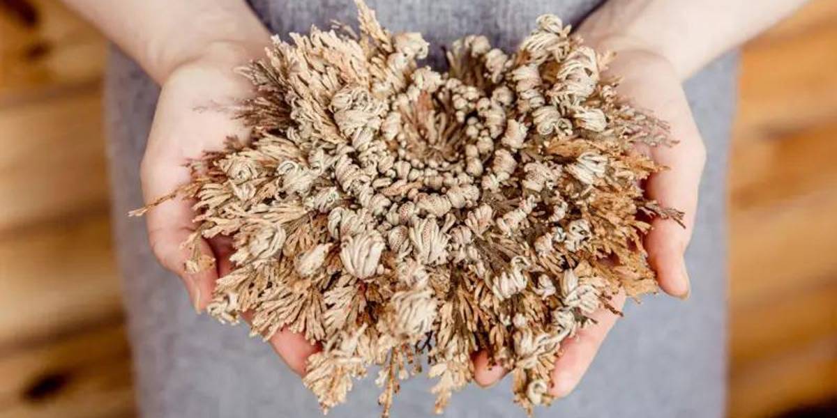 Las plantas zombi que regresan de la muerte y resisten la sequía en Sudamérica y otras partes del mundo