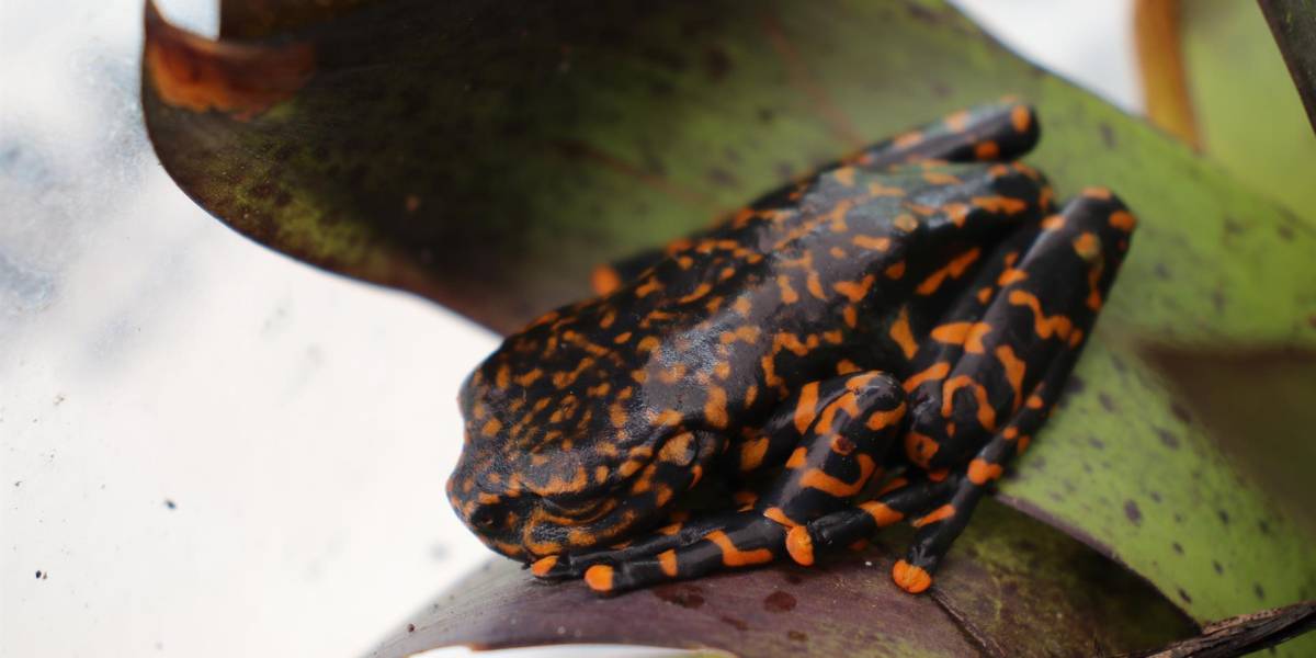 Nueva especie de rana habita en bosques húmedos de Ecuador