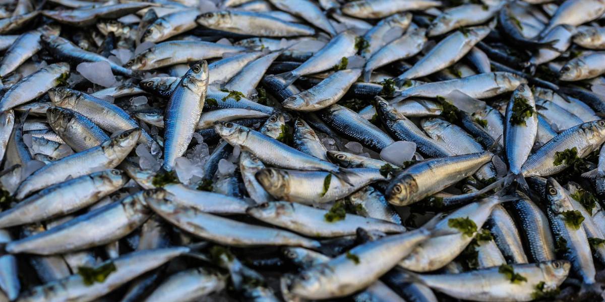 Una investigación detecta 11 metales en pescados en la Amazonía ecuatoriana