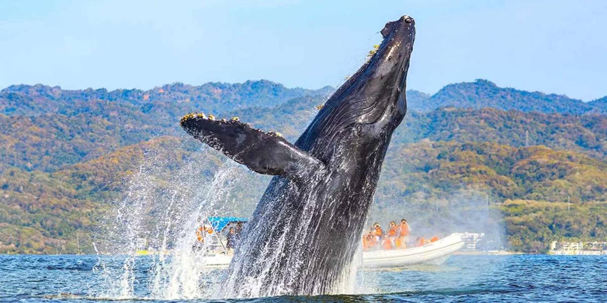 Un joven fue tragado por una ballena jorobada en Chile