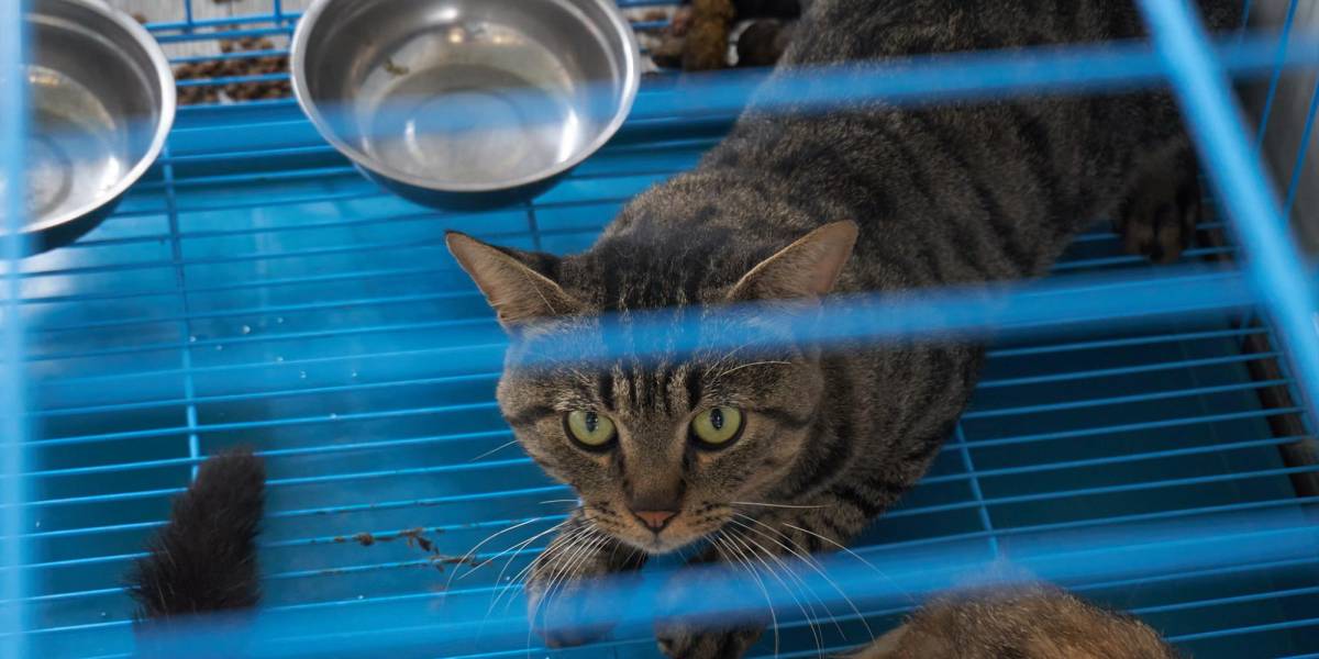 1 000 gatos fueron rescatados en China para que su carne no sea vendida para el consumo humano
