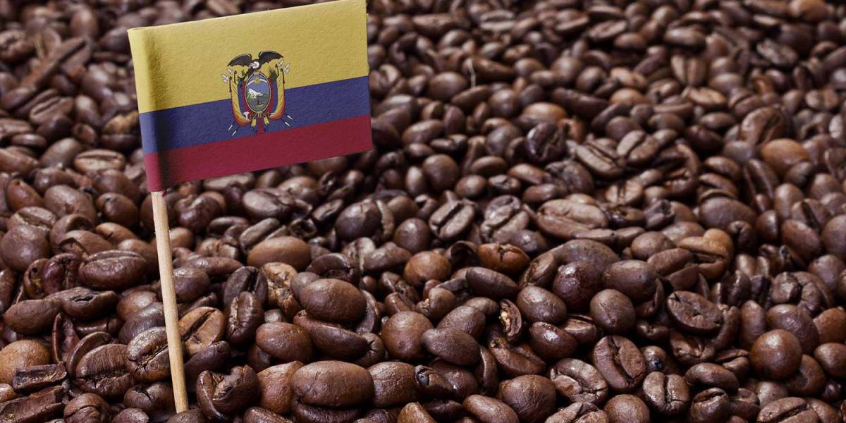 Expertos europeos cooperarán para mejorar competitividad del café ecuatoriano