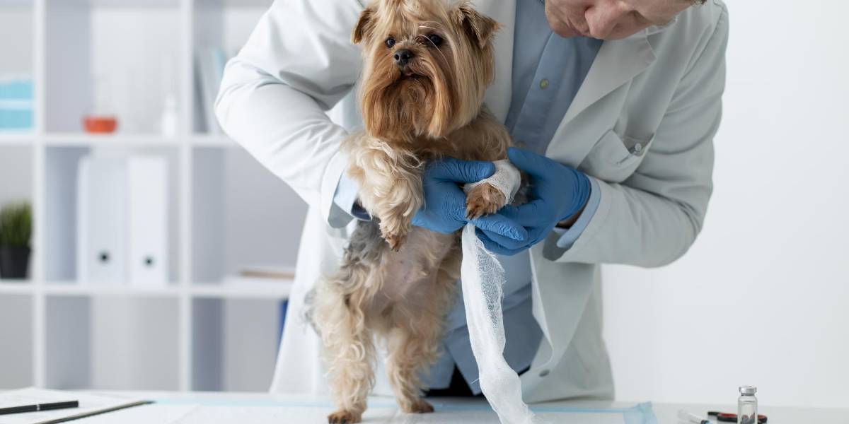 El 5% de terapias probadas en animales benefician a humanos