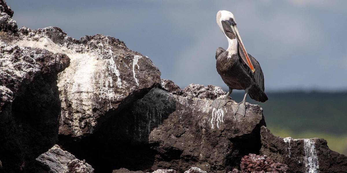 Las ONG piden que subida de tarifa de ingreso a las Galápagos beneficie a población y conservación