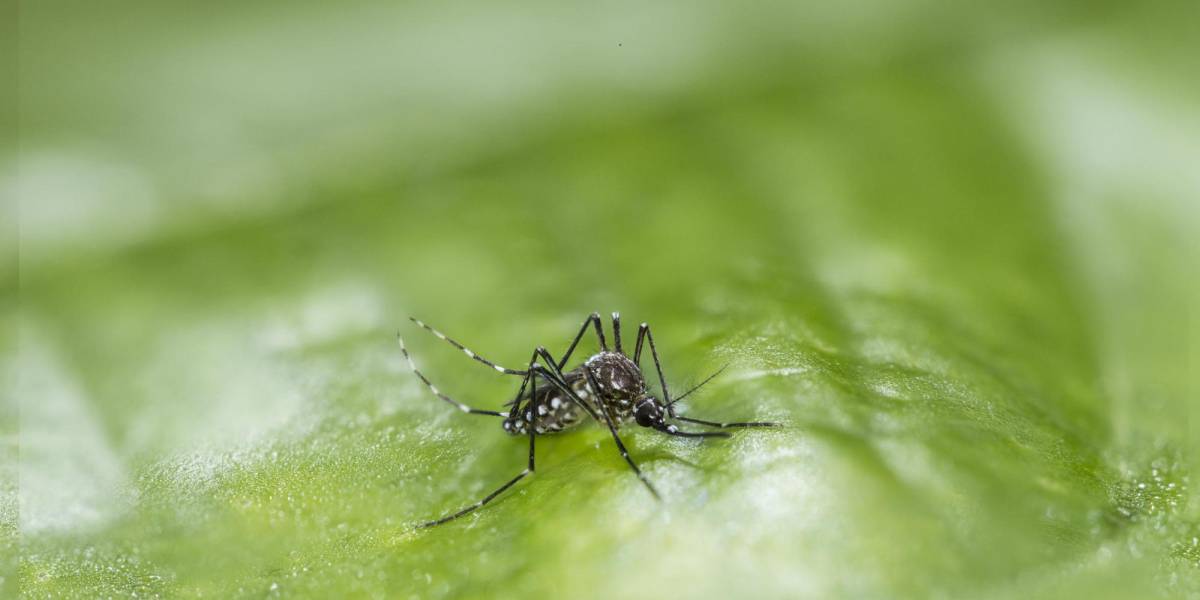 Ecuador registra cuatro muertes por dengue en lo que va del 2024