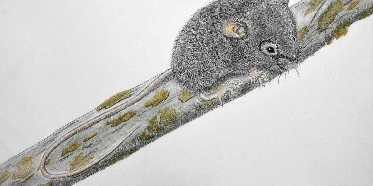 Carapazi y Neisi, las nuevas especies de ratones en Ecuador