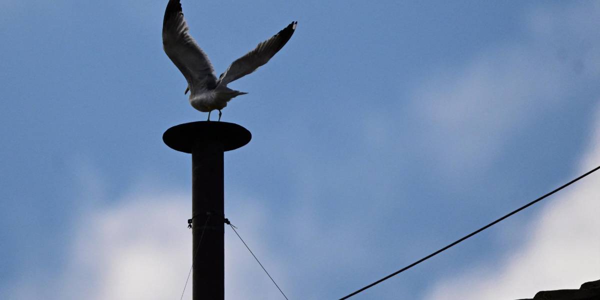 Horarios de las fumatas del cónclave: ¿cuándo ver el humo blanco desde el Vaticano?