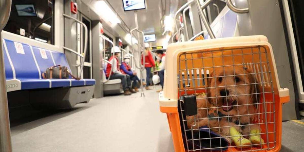 Metro de Quito: requisitos para viajar con su mascota