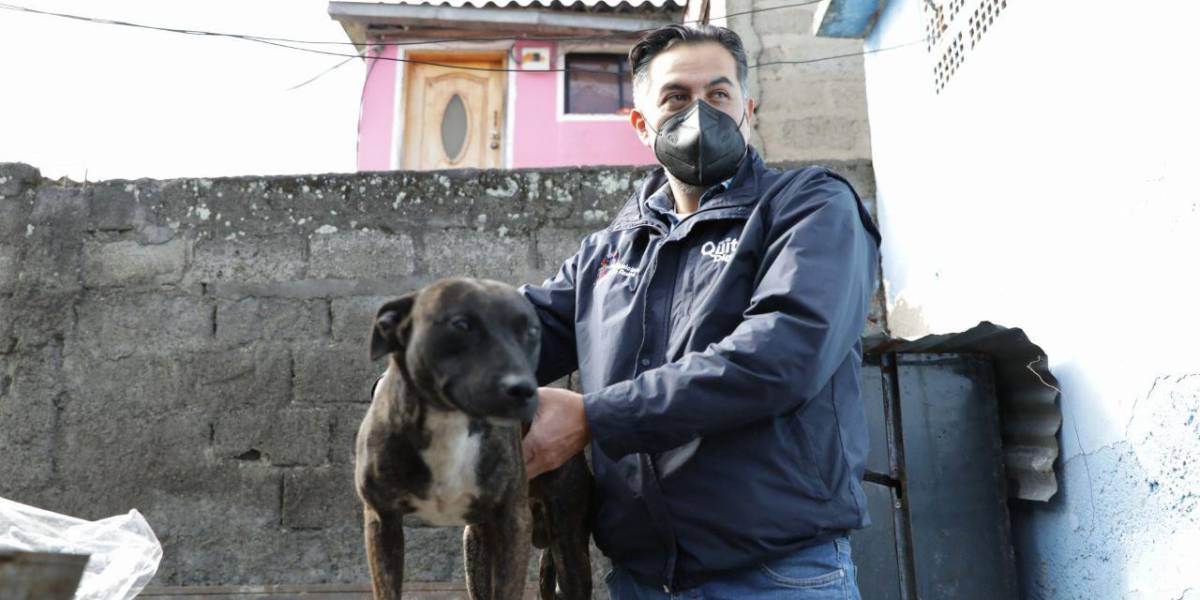 Quito: perro golpeado en Guamaní fue rescatado