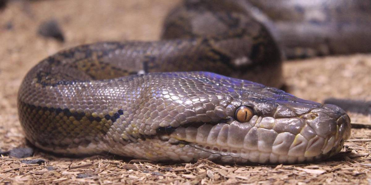 ¡Horror en Indonesia! Una pitón de 8 metros se tragó a un hombre completo