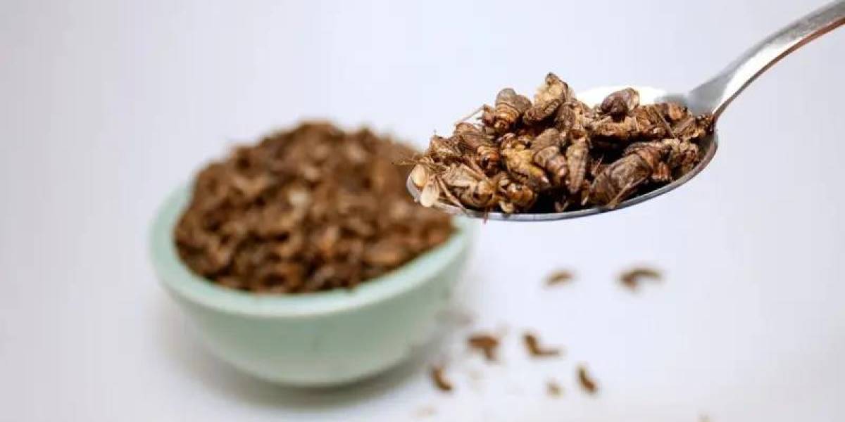 Cuántos insectos deberíamos consumir para sustituir nutritivamente a la carne de pollo, cerdo o vaca
