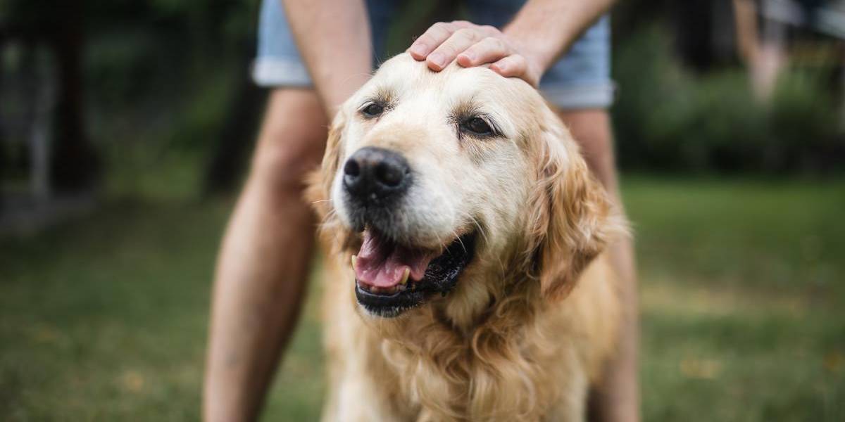 Los humanos y los perros golden retrievers comparten raíces genéticas