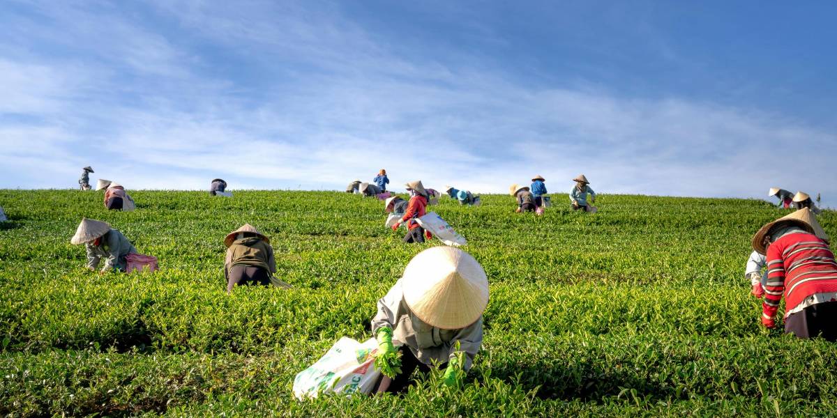 El Ministerio de Agricultura adquirirá 24 000 toneladas de arroz cáscara para productores