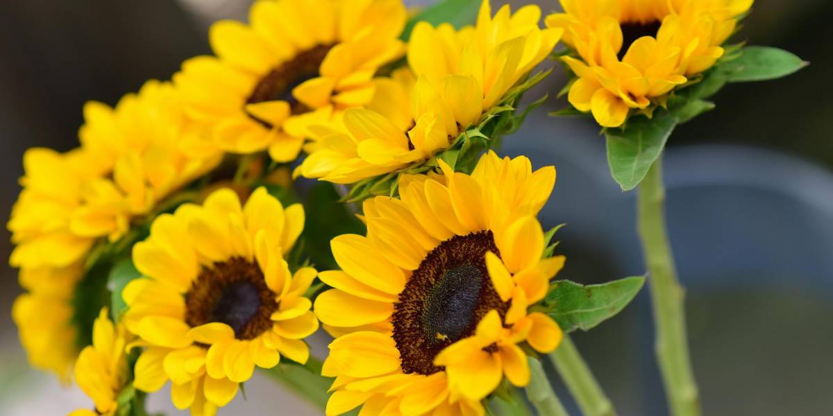 ¿Por qué se regalan flores amarillas el 21 de septiembre? Ecuador se suma a esta tendencia