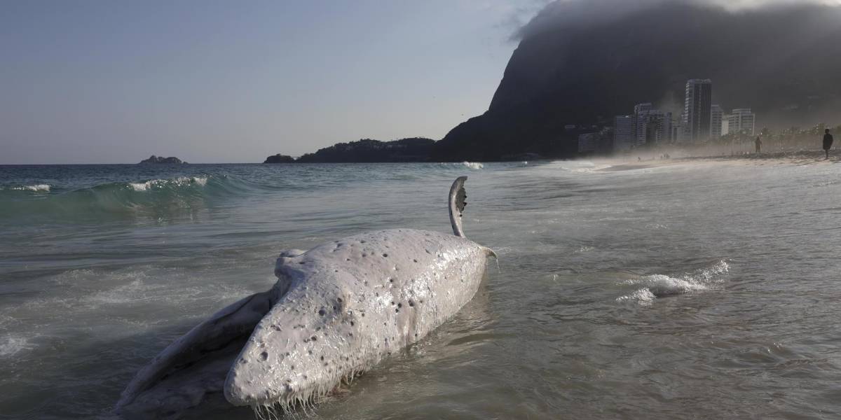 Una ballena jorobada aparece muerta en una playa de Río de Janeiro