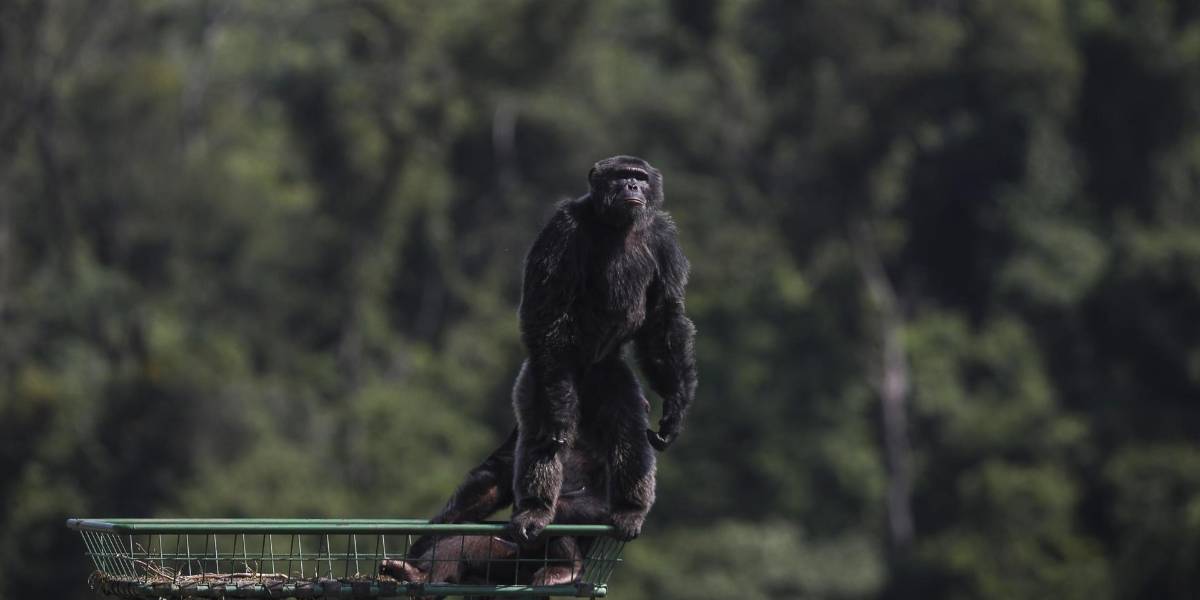 El chimpancé Yoko comienza su nueva vida en Brasil tras ser trasladado