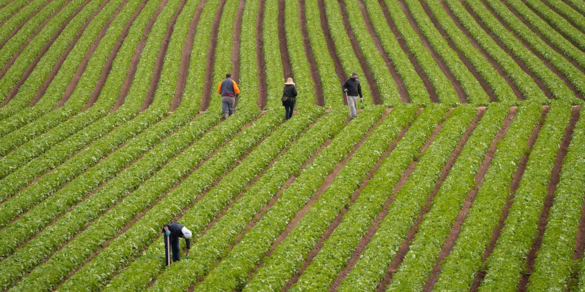 Las lechugas tendrían sustancias tóxicas de neumáticos, según estudio
