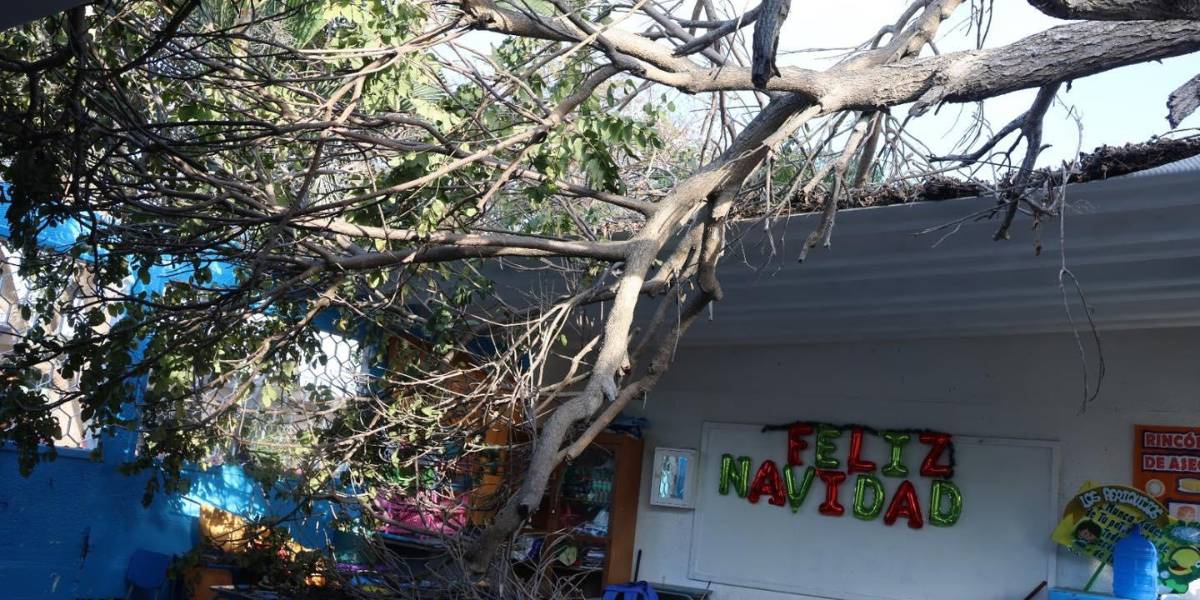 Estudiantes resultaron afectados tras caída de un árbol en una escuela de Santa Elena