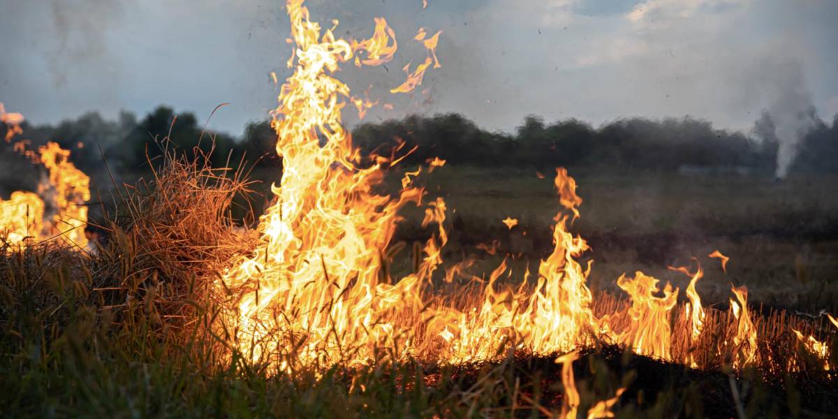 Incendios: ¿Qué es el Piroceno? El fuego desbordado que está haciendo arder el planeta