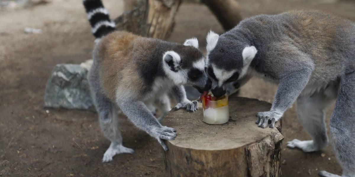 Las medidas que toman los zoológicos para combatir la ola de calor