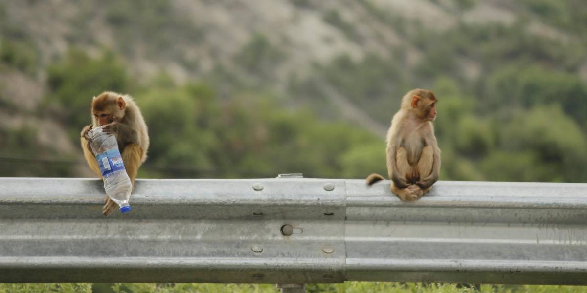 EE. UU.: Monos de laboratorio escapan de un camión que se volcó